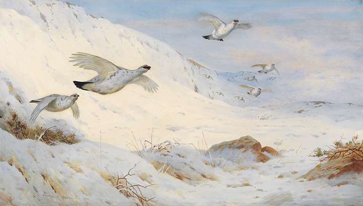 Ptarmigan in winter plumage, flying across the snow